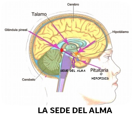 LA SEDE DEL ALMA